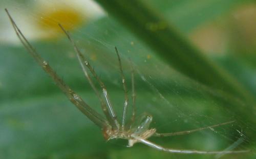 Réf. 285 104 : Linyphia triangularis